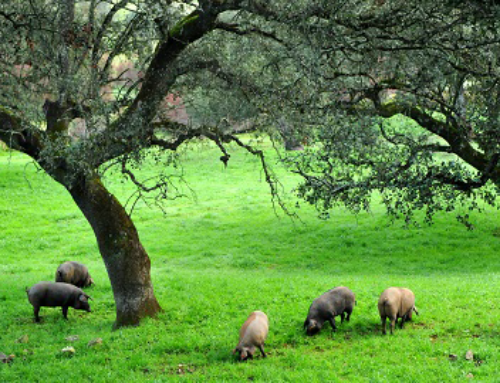 La Montanera: Cómo las Bellotas Mejoran la Calidad del Jamón Ibérico